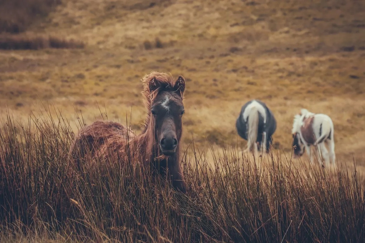 Dartmoor Hiking Mistakes to Avoid: Navigation, Weather, and Livestock