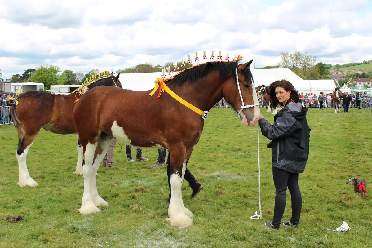 Devon County Show: A First-Timer's Guide to Tickets, Parking, and What to Wear